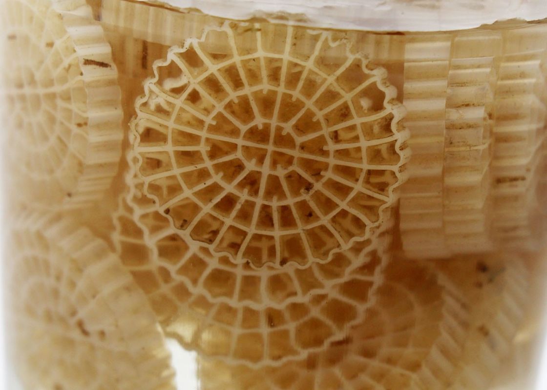 hdpe k5 kaldnes 플라스틱 수족관 용품 바이오 볼 미디어 물 처리용 바이오 파이프